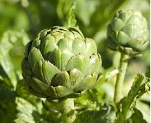 foto_5_plantas_medicinales.jpg