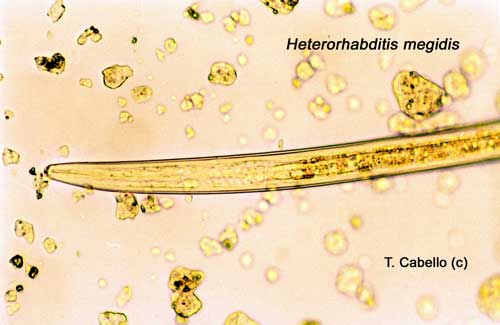 nematodos.jpg