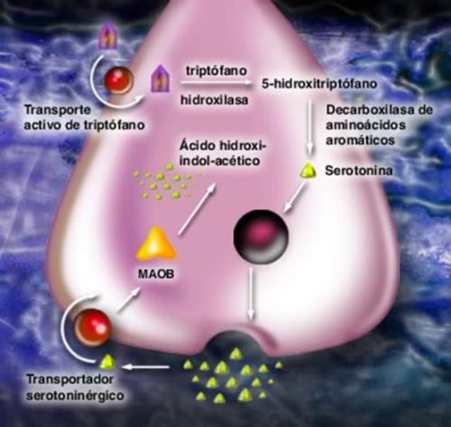 articulo_serotonina.jpg