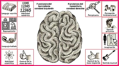 funciones_del_cerebro_0.jpg