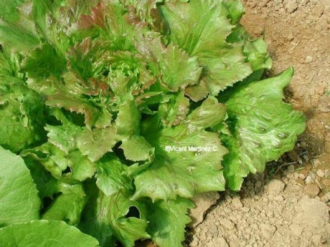 lechuga.jpg