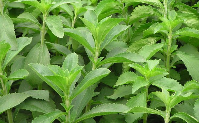 309231_20150209233629_stevia.jpg