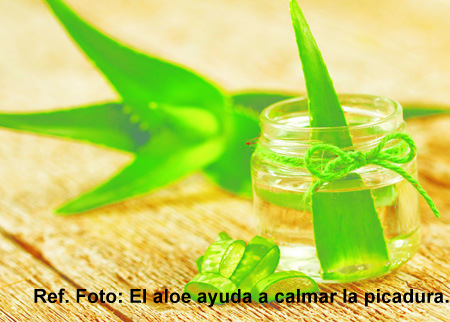 aloe.jpg