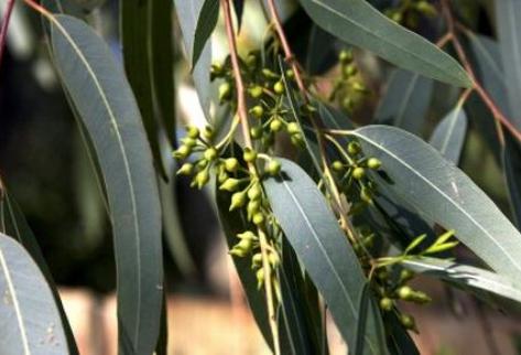 eucalipto-planta_medicinal_preima20140511_0140_32.jpg