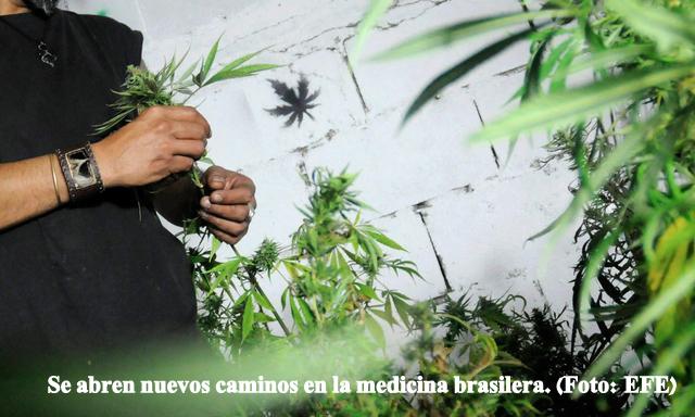 imagen-marihuana-planta.jpg