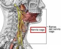 nervio_vago_2.jpg
